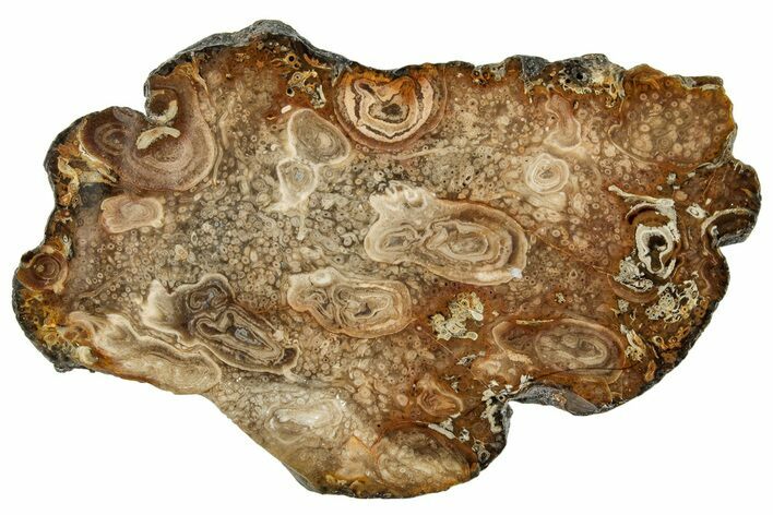 Cretaceous Petrified Tree Fern (Tempskya) Slab - North Carolina #252005